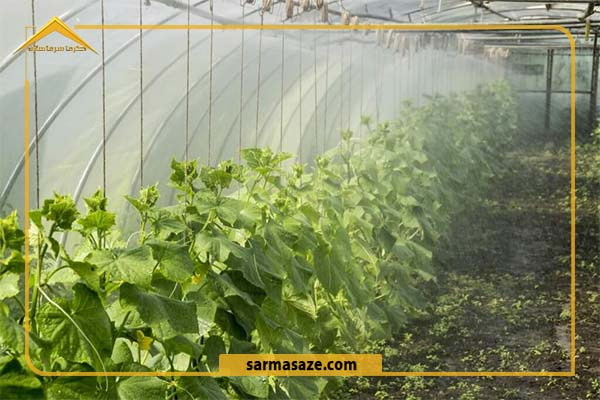 استفاده از مه پاش کشاورزی در مزارع